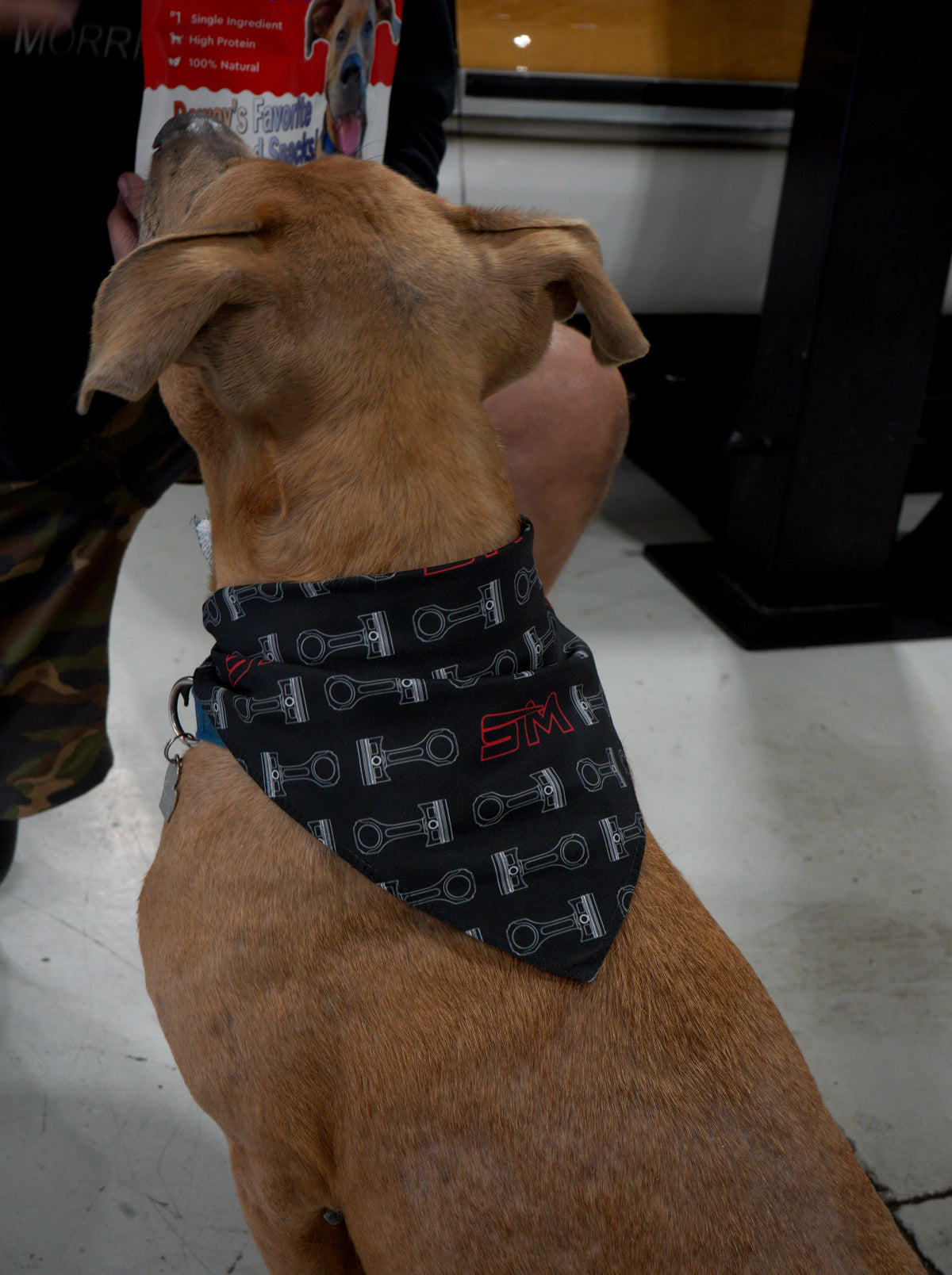 Pet Bandana