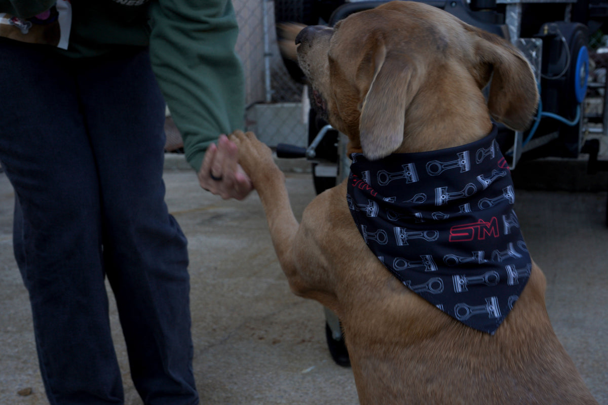 Pet Bandana