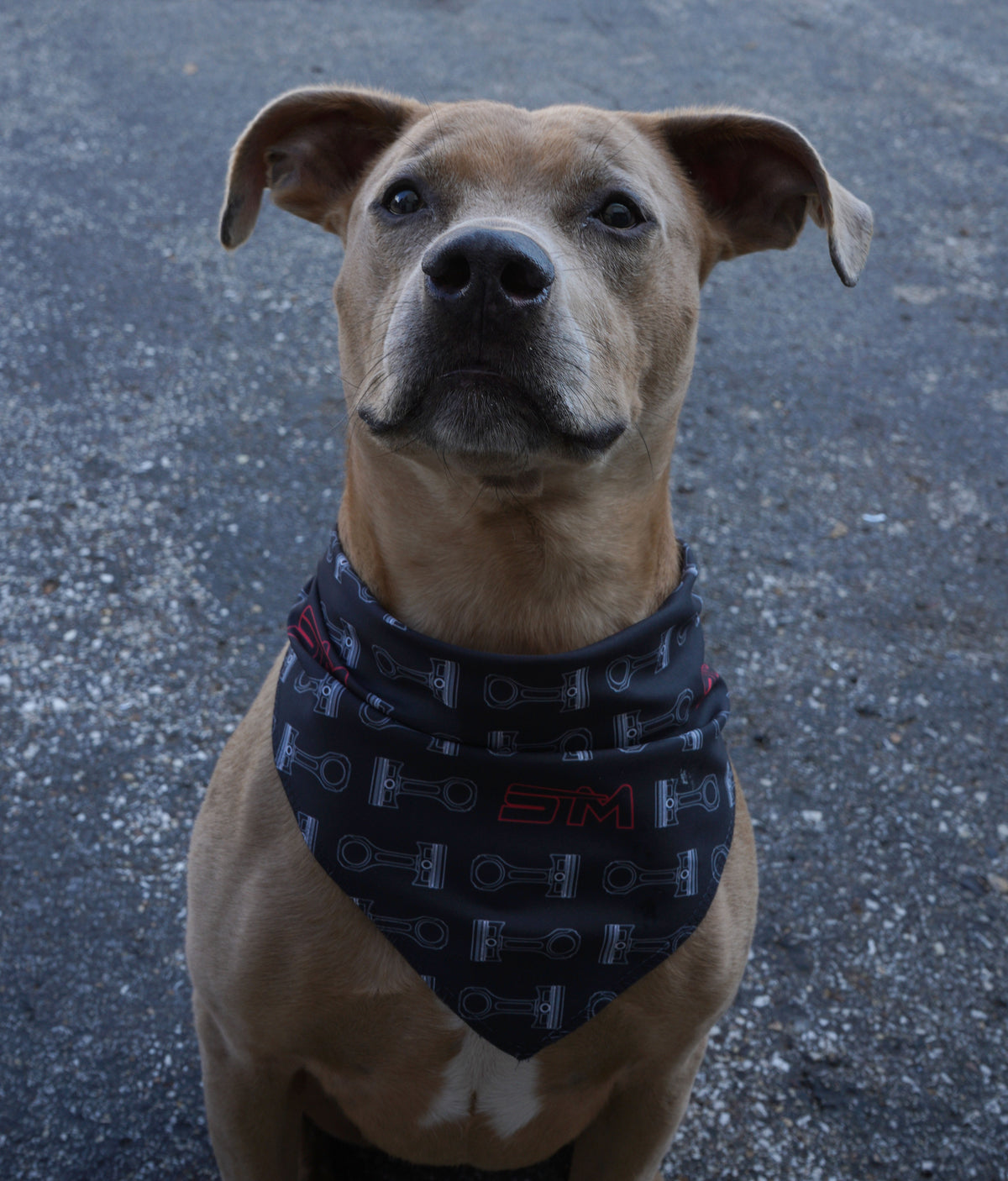Pet Bandana